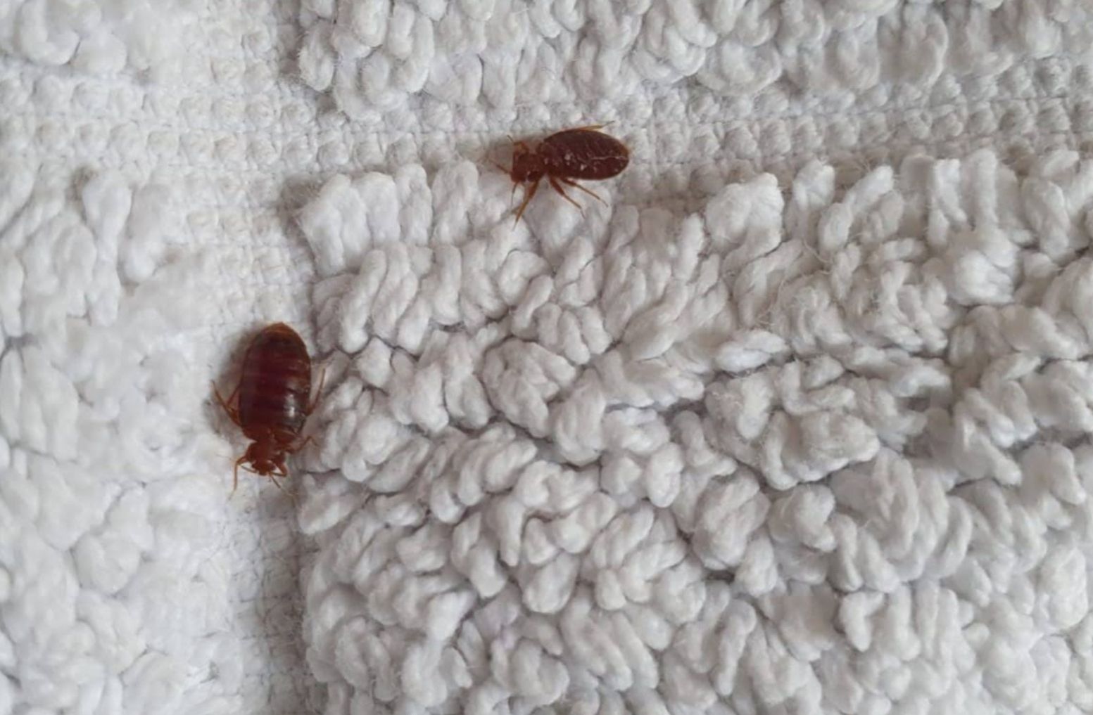 Bettwanzen Bettwanzen