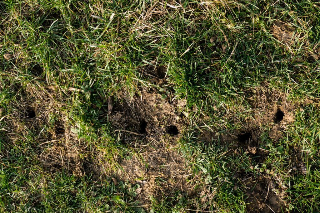 Loecher im Garten Loecher im Garten