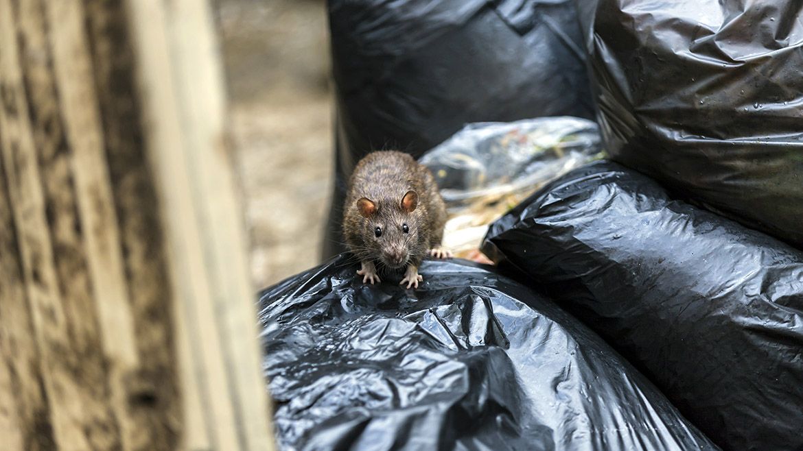 Ratte Ratte auf Muellsaecken