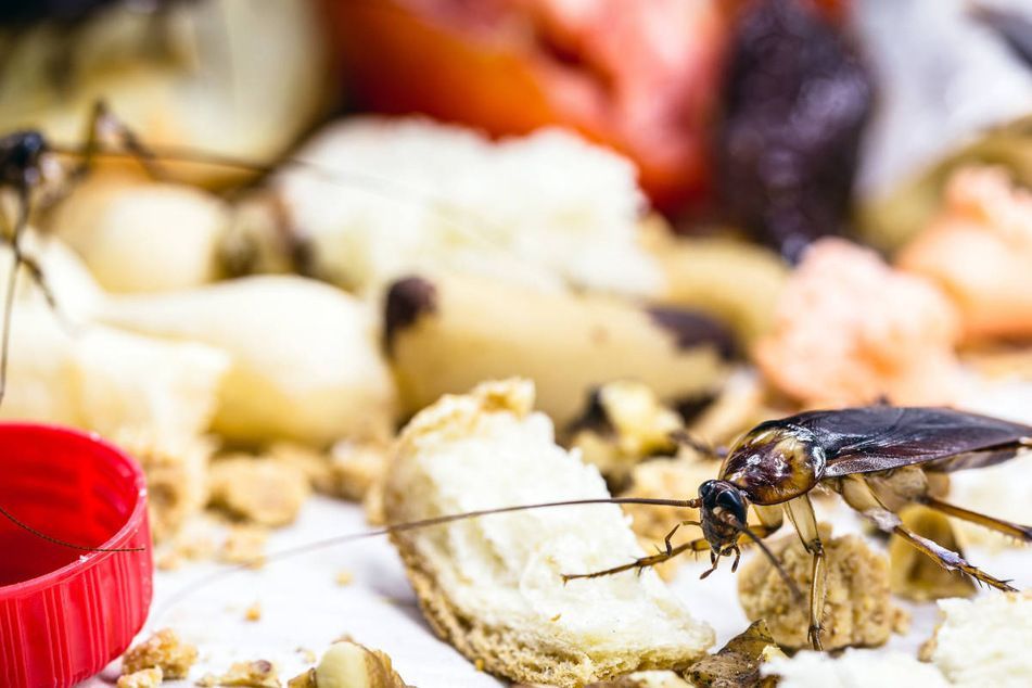 Schabe Schabe im Essen