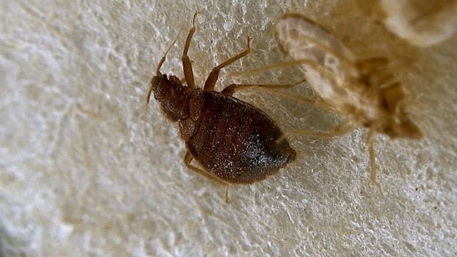 Bettwanzen Bettwanzen