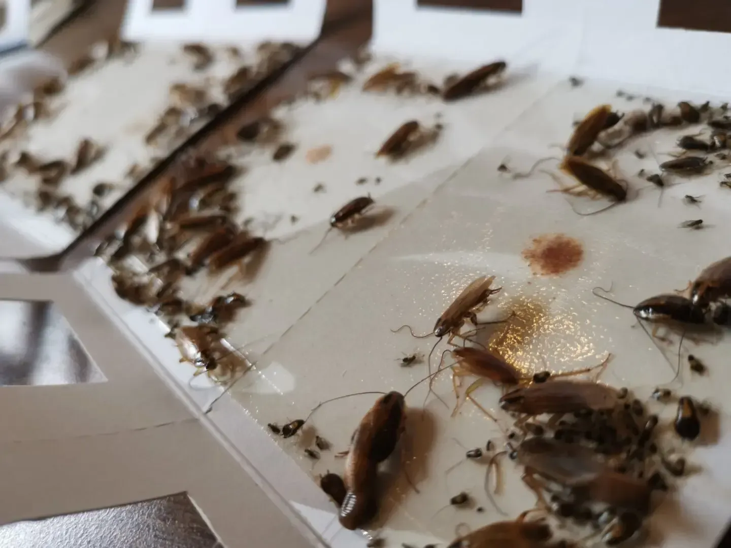 Deutsche Schabe Kakerlaken