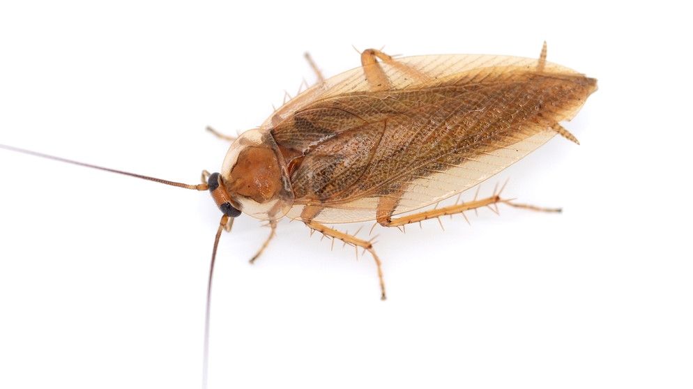 Bernsteinschabe Bernsteinschabe