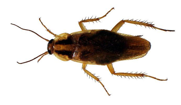 Deutsche Schabe Deutsche Schabe