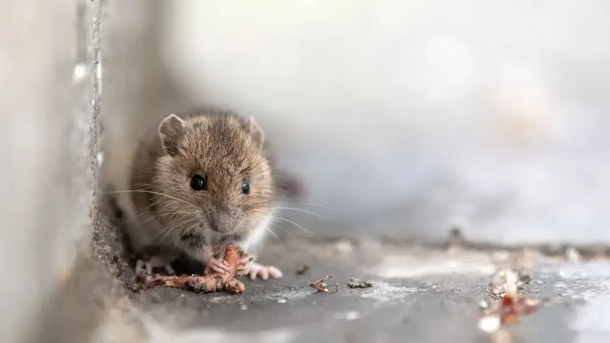 Maus Maus