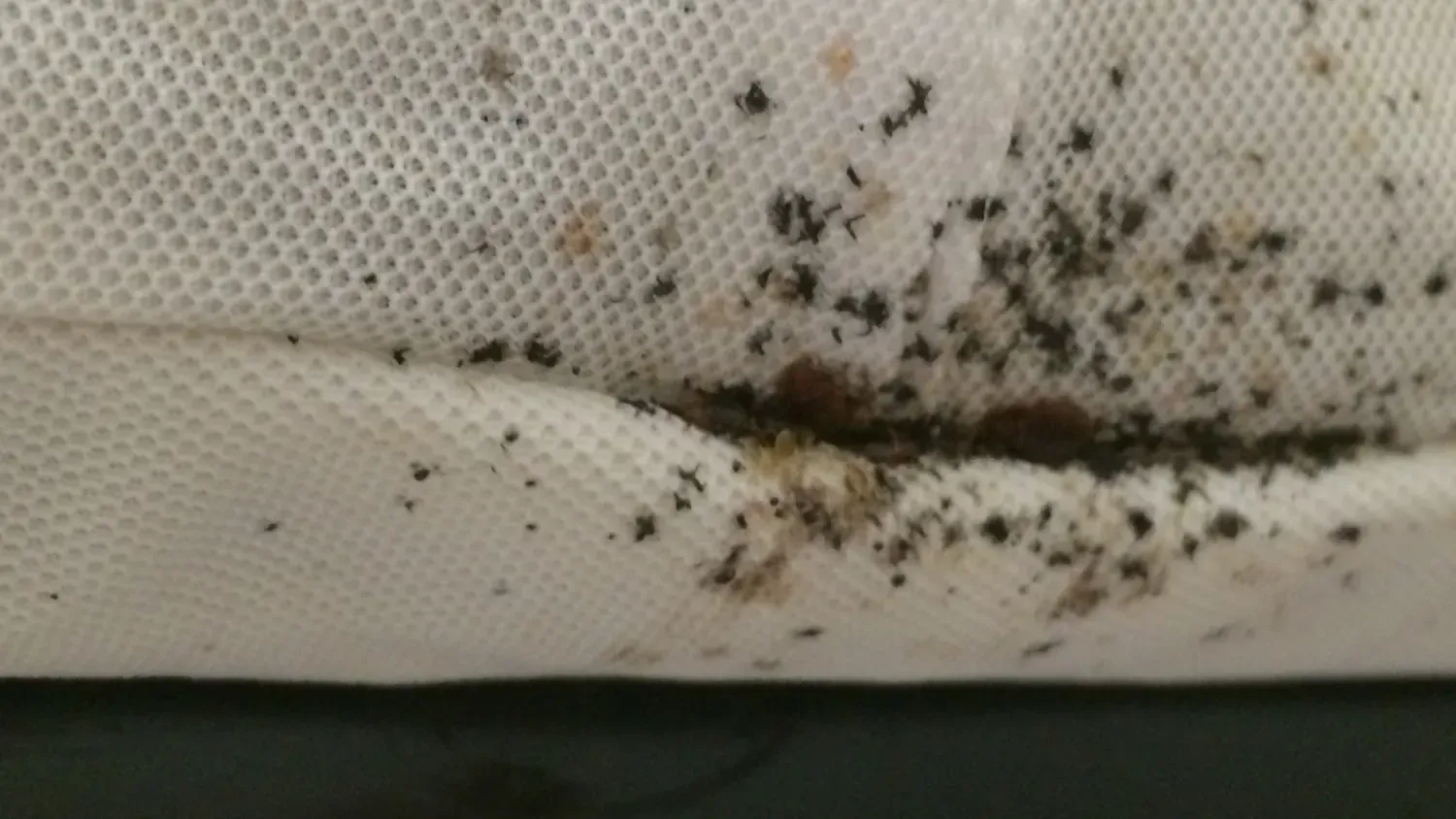 Bettwanzen Bettwanzen