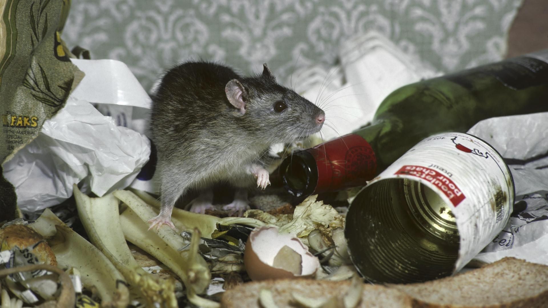 Ratte Ratte