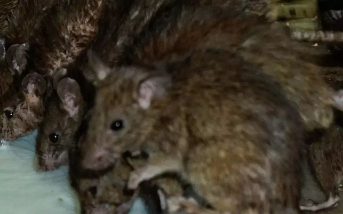 Ratten Ratten