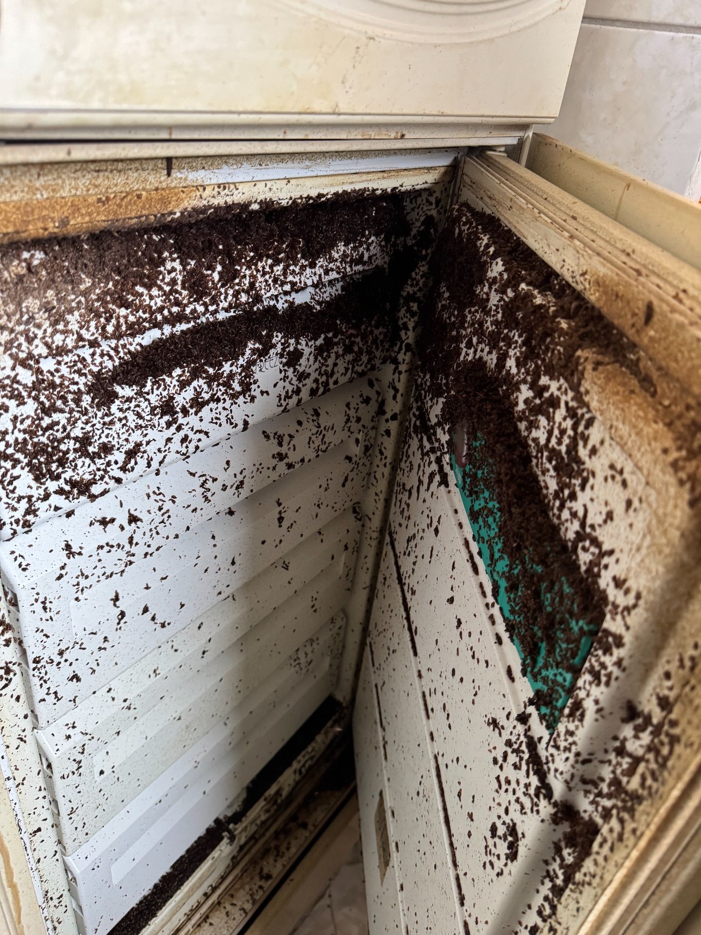 Kühlschrank mit Fliegen Kuehlschrank Fliegen