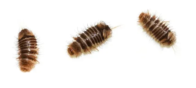 Speckkäferlarve Speckkaeferlarve