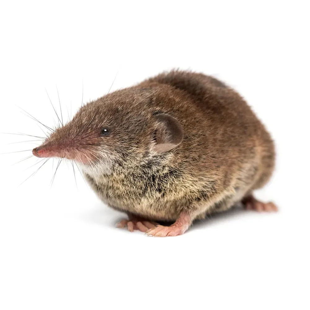 Hausspitzmaus Hausspitzmaus