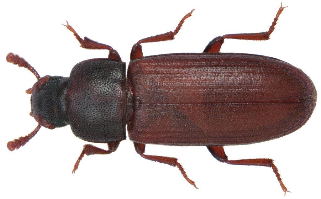 Rotbrauner Reismehlkäfer Rotbrauner Reismehlkaefer