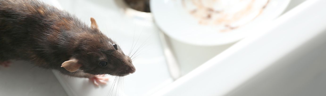 Ratte Ratte