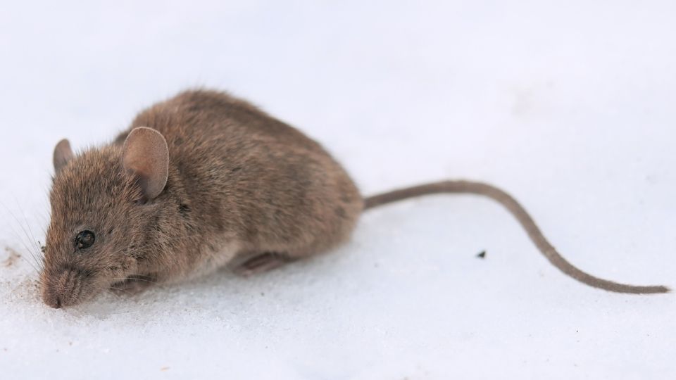 Maus Maus