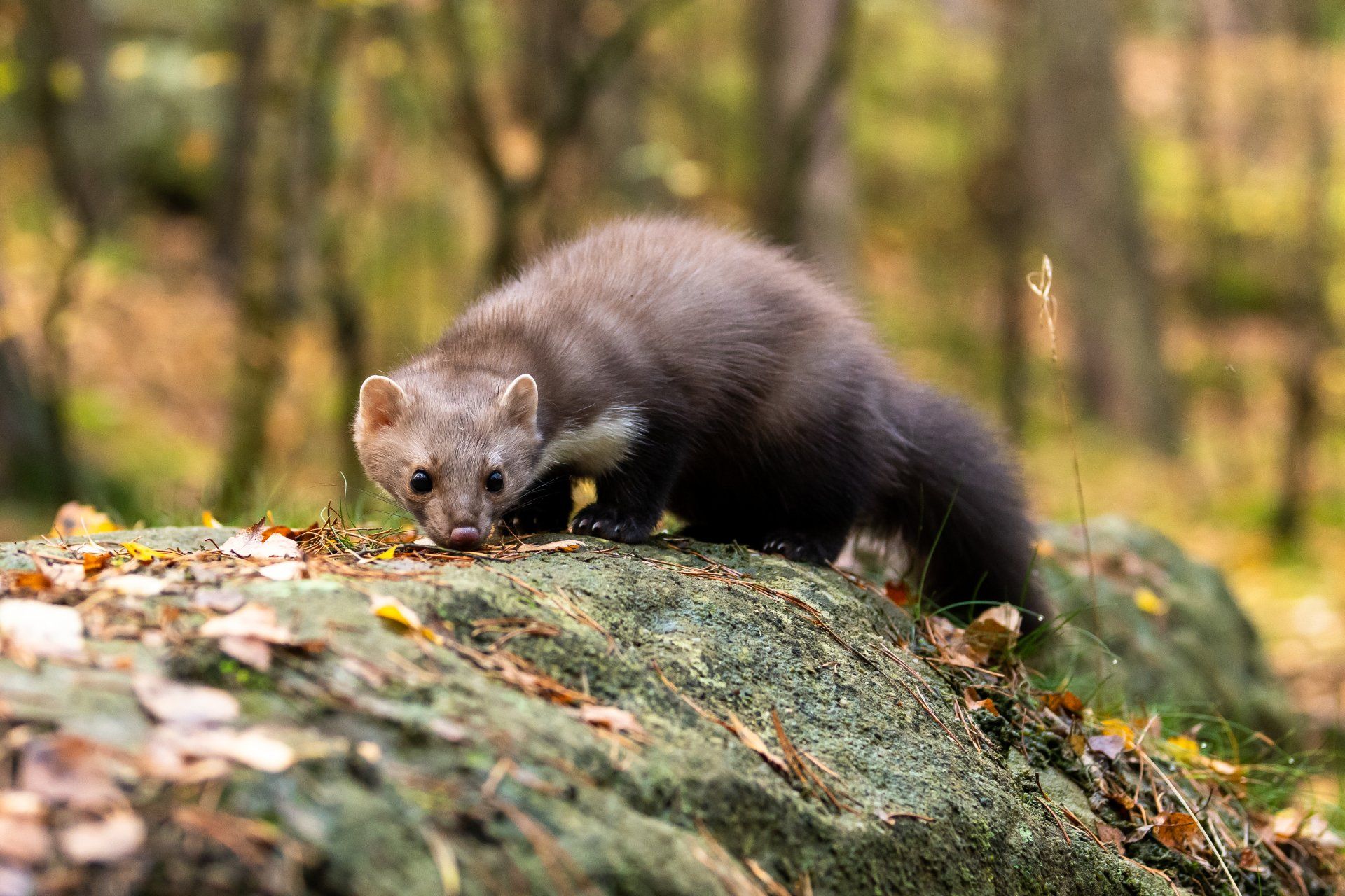 Marder in der Natur Marder