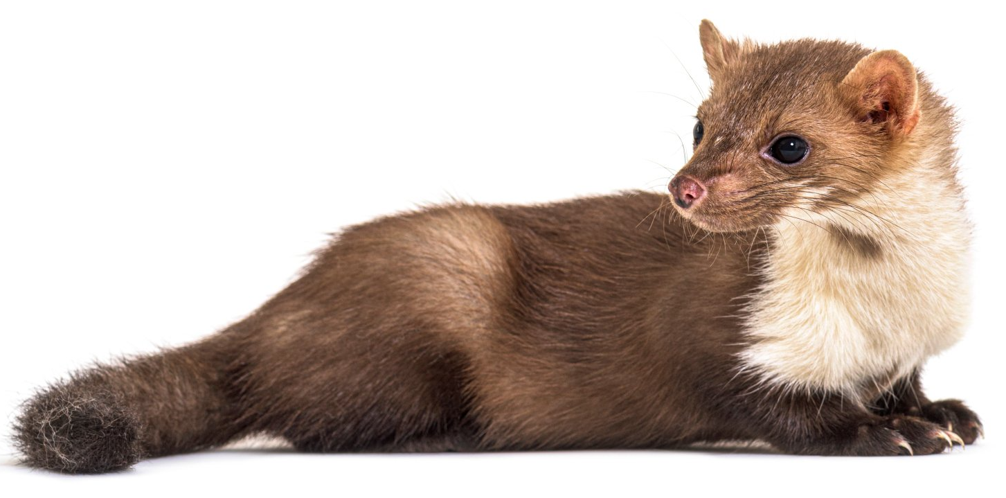 Steinmarder Steinmarder