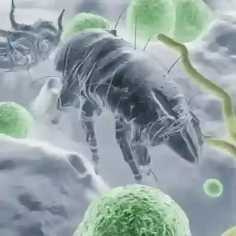 MATTRESS CLEANING MACHINE ELIMINATES MITE AND VIRUS