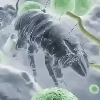 acaros del polvo y acaros de la cama