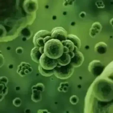 MATTRESS CLEANING AGAINST VIRUSES AND MITES