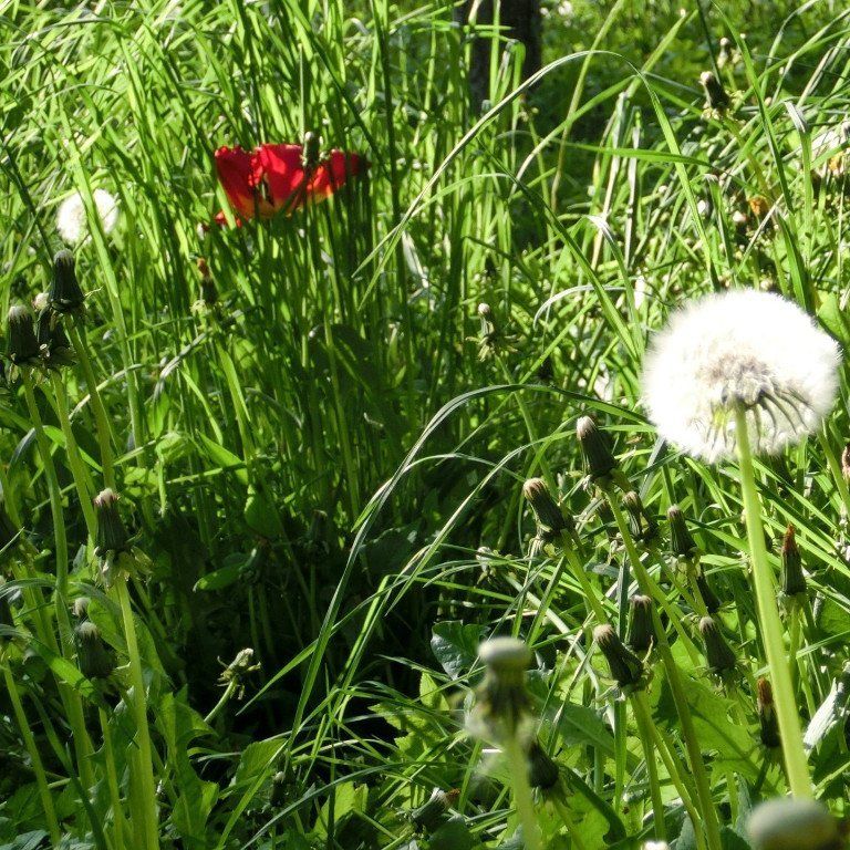 Kraftquellen Kraft, Entwicklung, Wachstum, Change, Organisation, Soziales