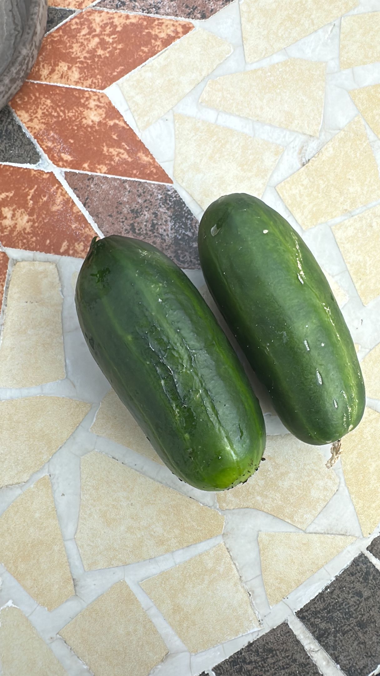 Frisch geerntete Gurken aus dem Praxisgarten der CITYPRAXIS HAHNE