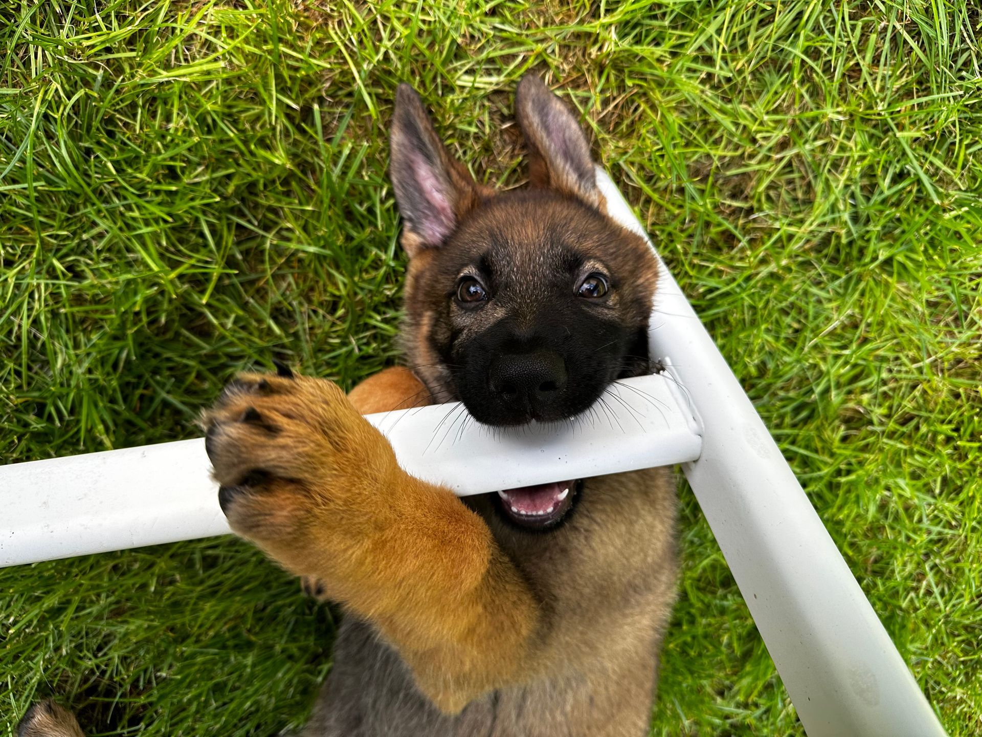 Deutscher Schäferhund Welpe beißt in ein Gartenstuhlbein