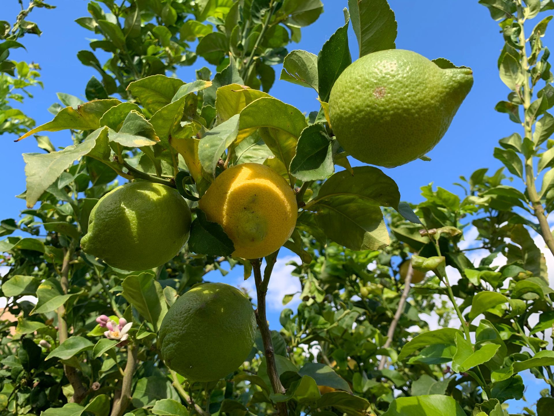 unreife Zitronen an einem Zitronenbaum