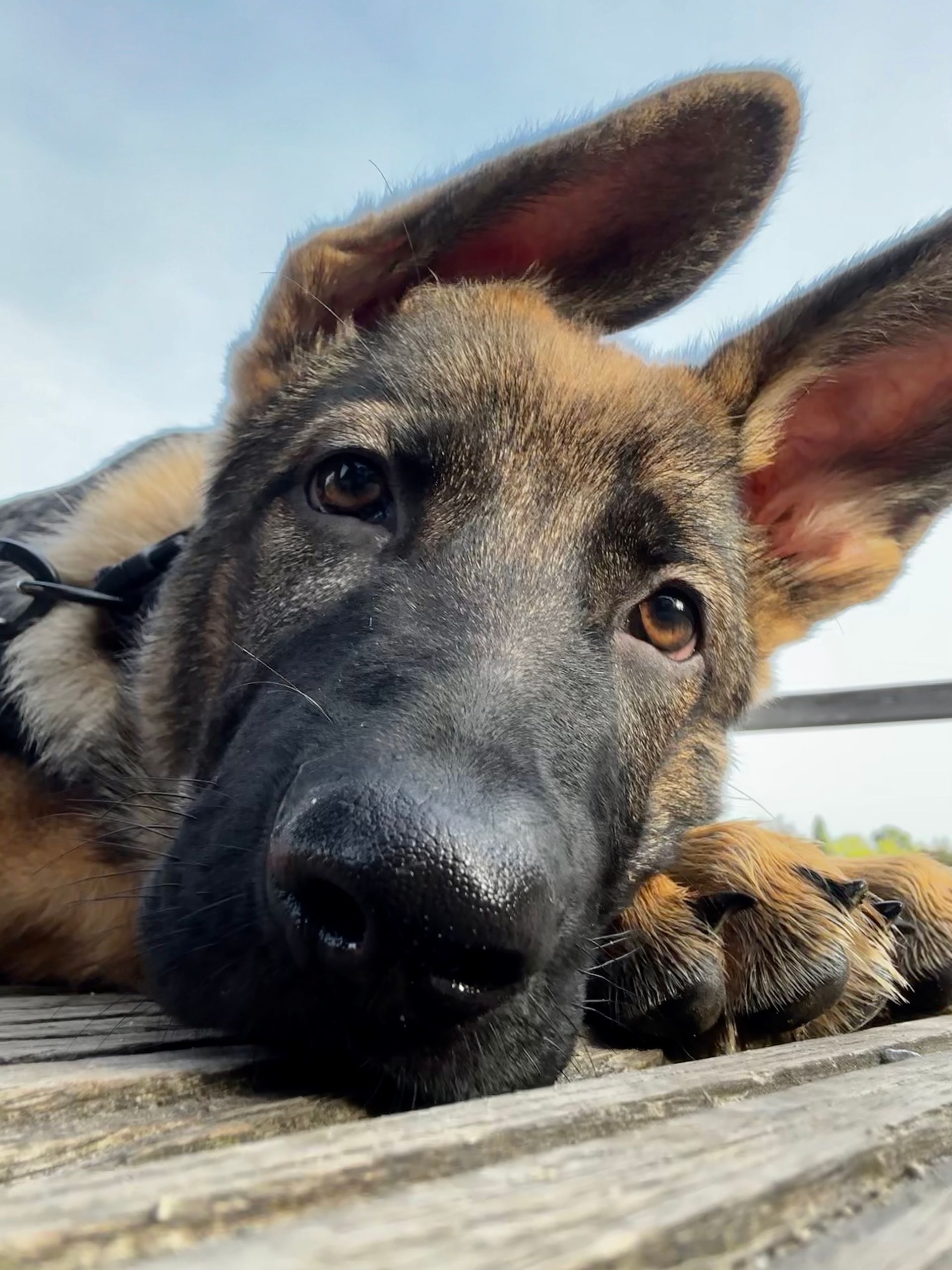 grauer deutscher Schäferhund auf Holzsteg liegend