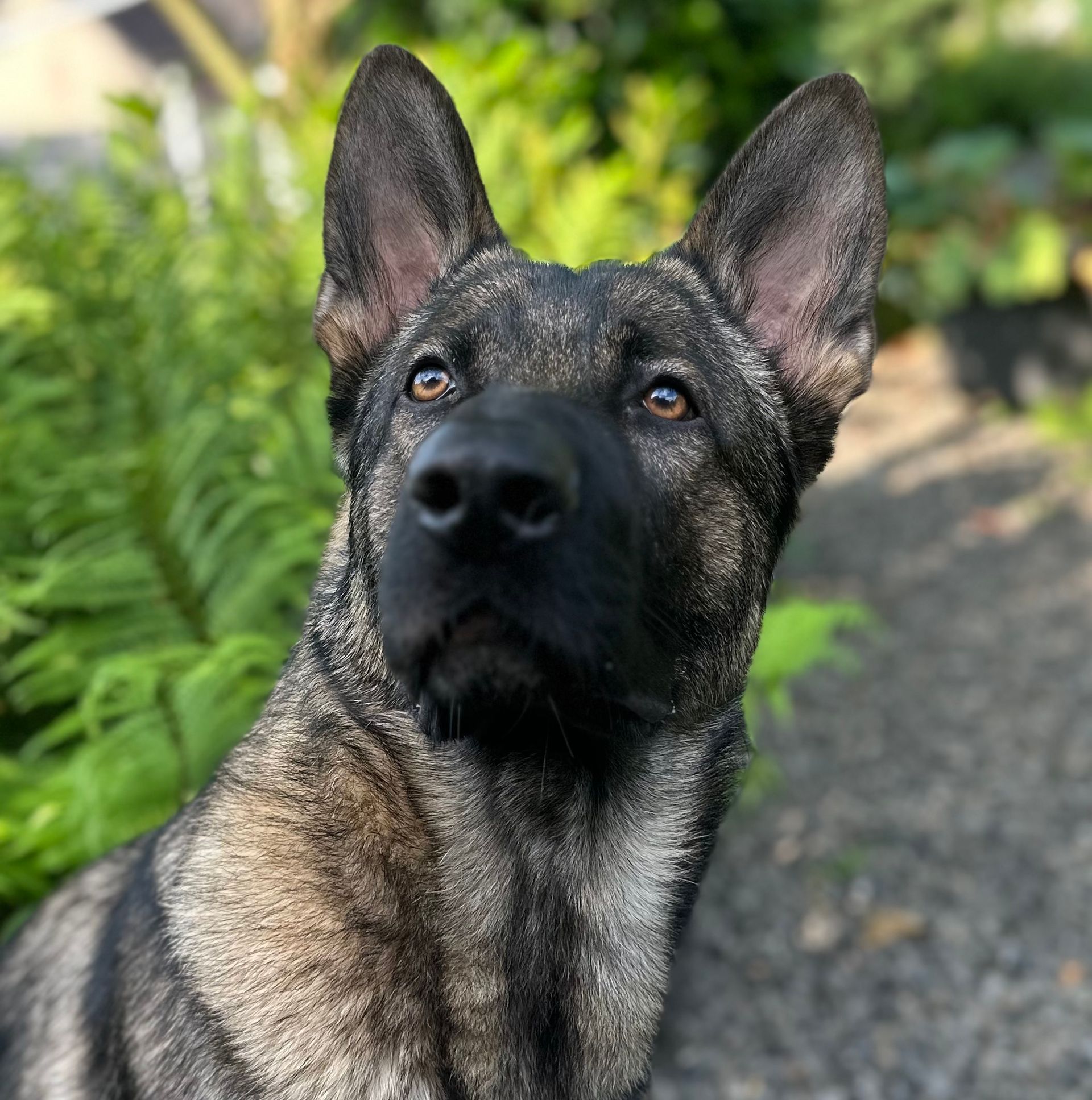 grauer Deutscher Schäferhund Profilbild