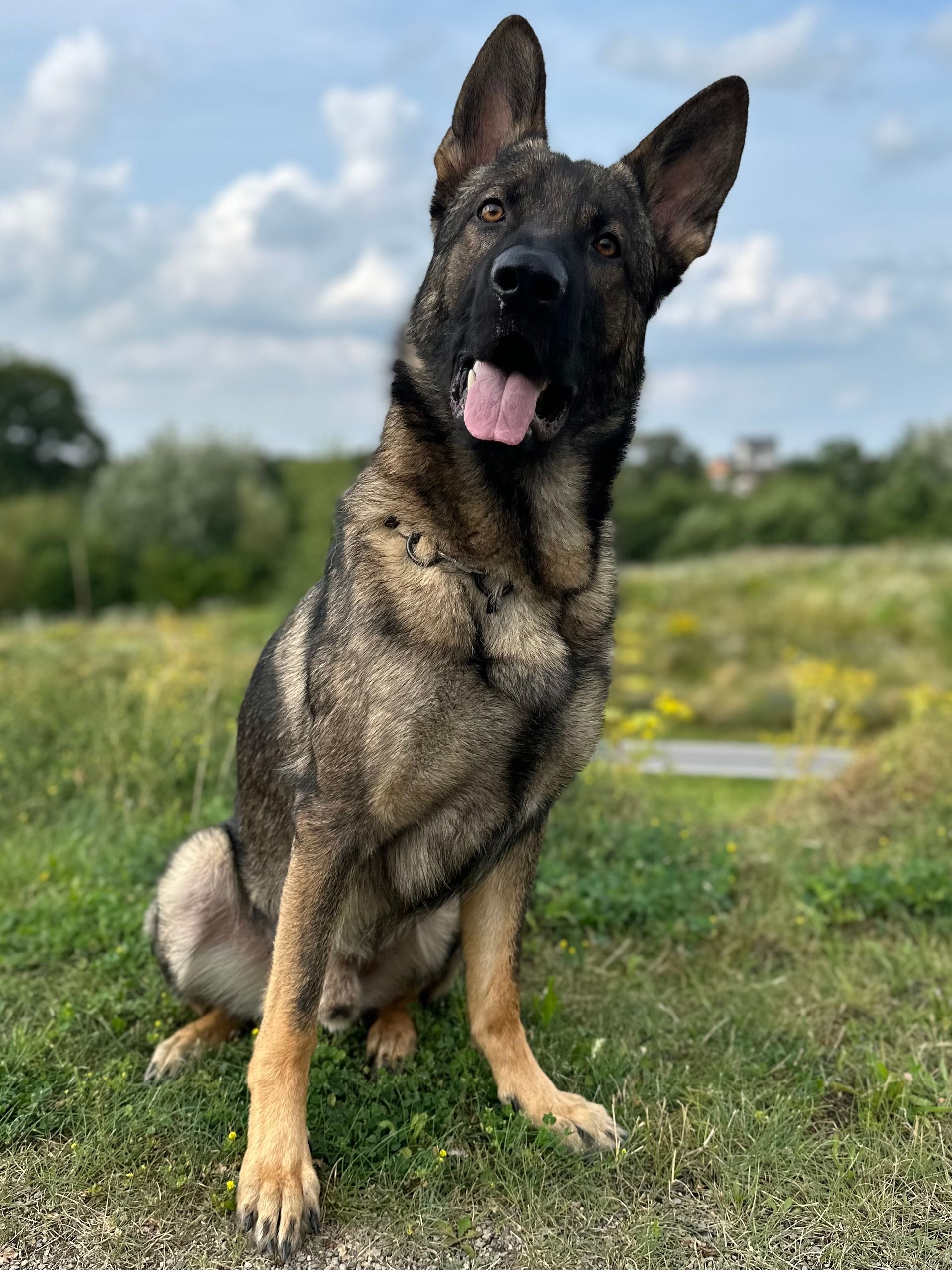 I-Jay vom Klüttenplatz (grauer Schäferhund) im Alter von 12 Monaten auf der Wiese