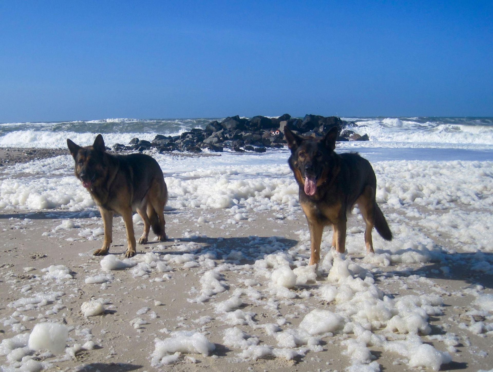 zwei graue Schäferhund am Strand