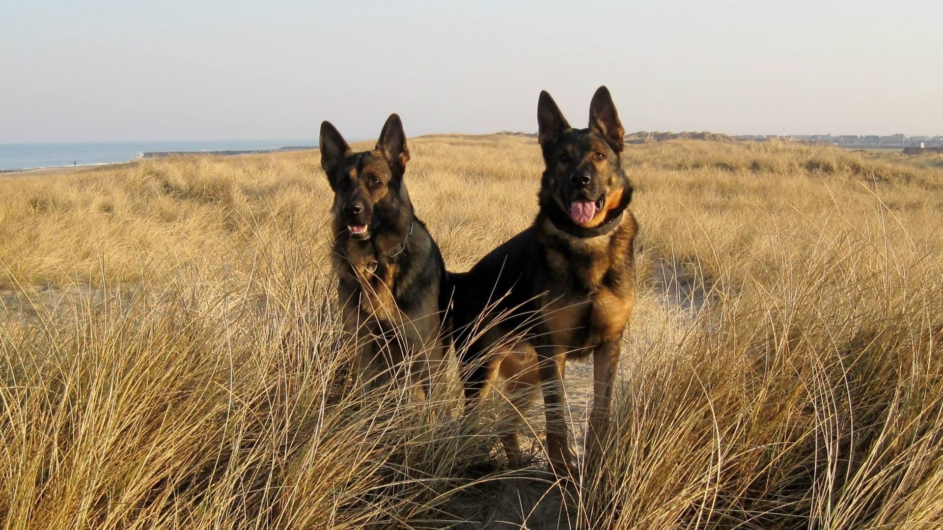 Zwei graue Schäferhunde in den Dünen von Dänemark