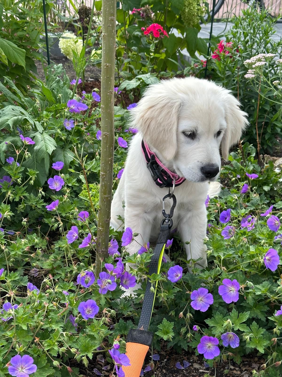 Golden Retriever Hündin Nala zwischen blühenden Pflanzen im Praxisgarten der CITYPRAXIS HAHNE