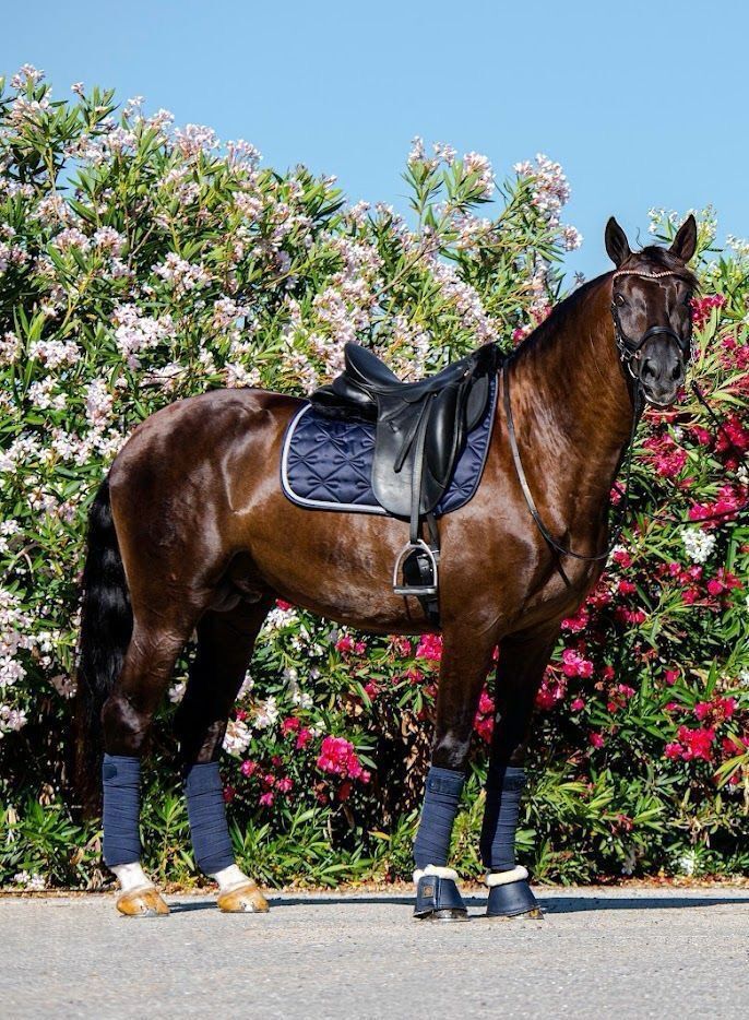 Discounted Prestige Benz premium European leather horse bridle. 8mm rose gold Preciosa crystals and rose gold hardware. Rose gold accents on the headpiece and noseband. Anatomical contoured fit. By Ice Equestrian