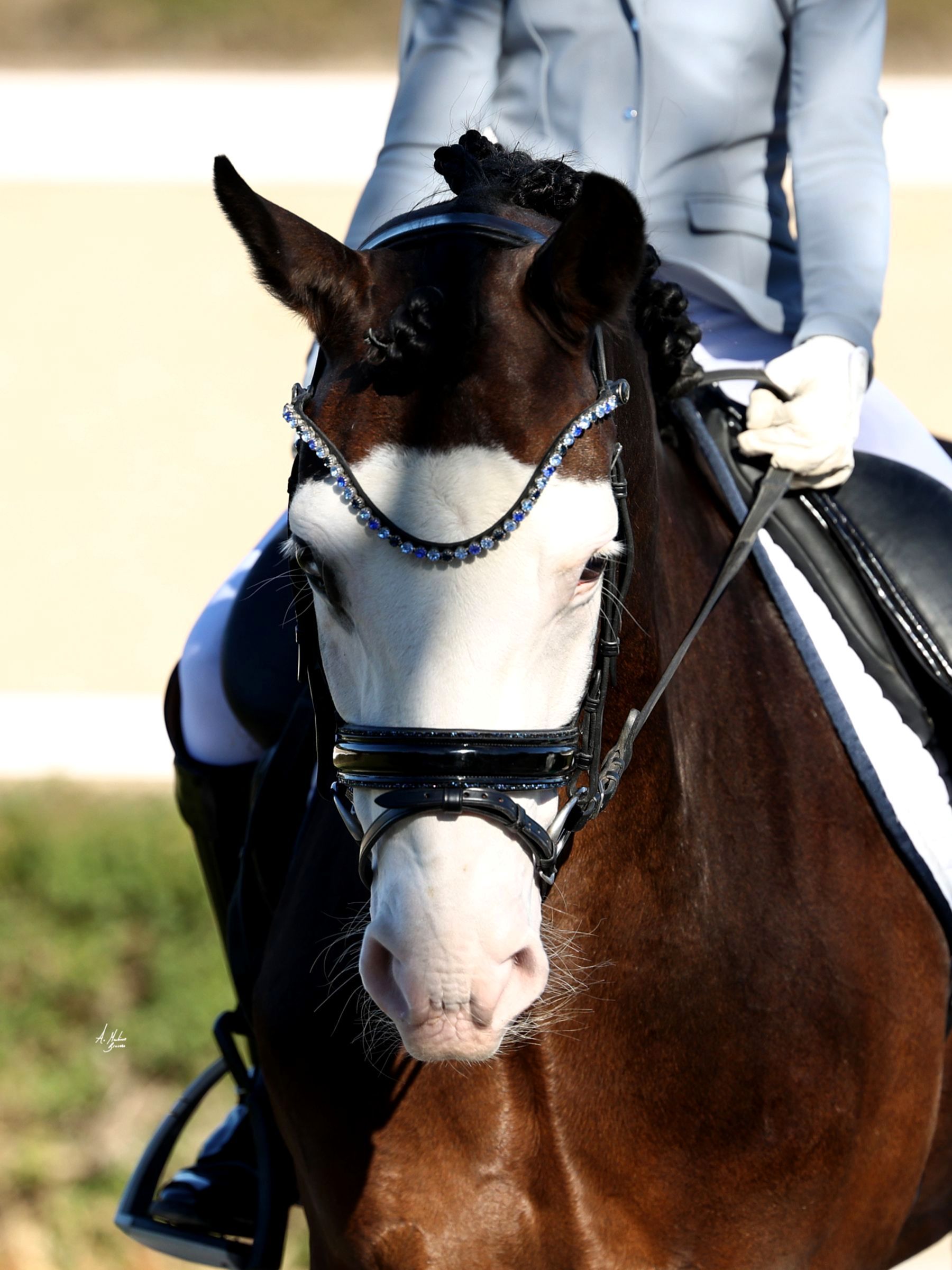 Let every hoofbeat echo with brilliance. Elite Pacific crystal browband. 8mm Preciosa crystals in Sapphire, Light Sapphire and Deep Sea. Italian leather. Quick-change with anti-slip grip. Slender anatomical deep u-shape fit. All sizes. By Ice Equestrian.