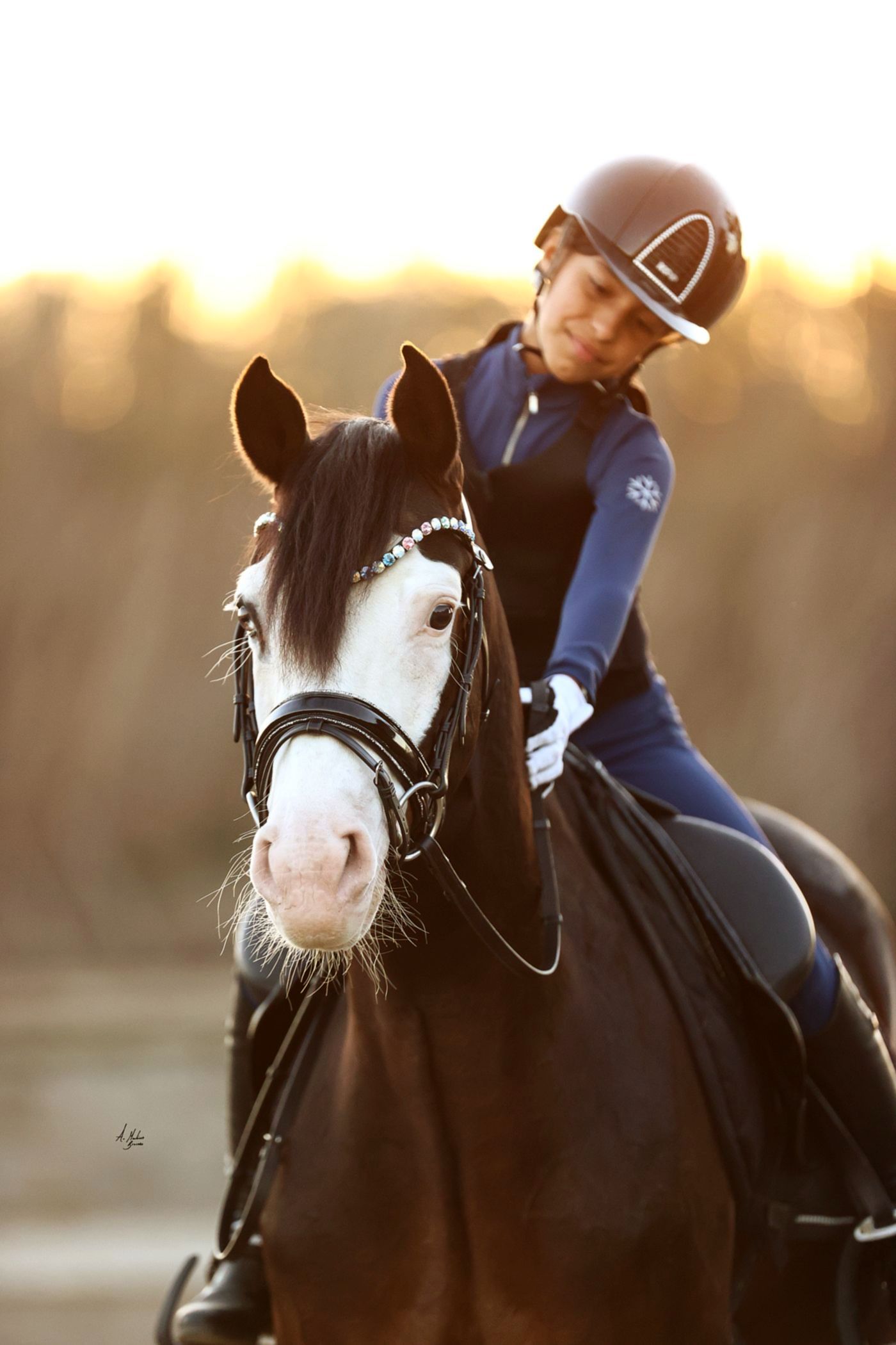 Explore Dainty collection. Premium and Italian leather small pony and pony bridles, tack and accessories with perfected proportions. By Ice Equestrian