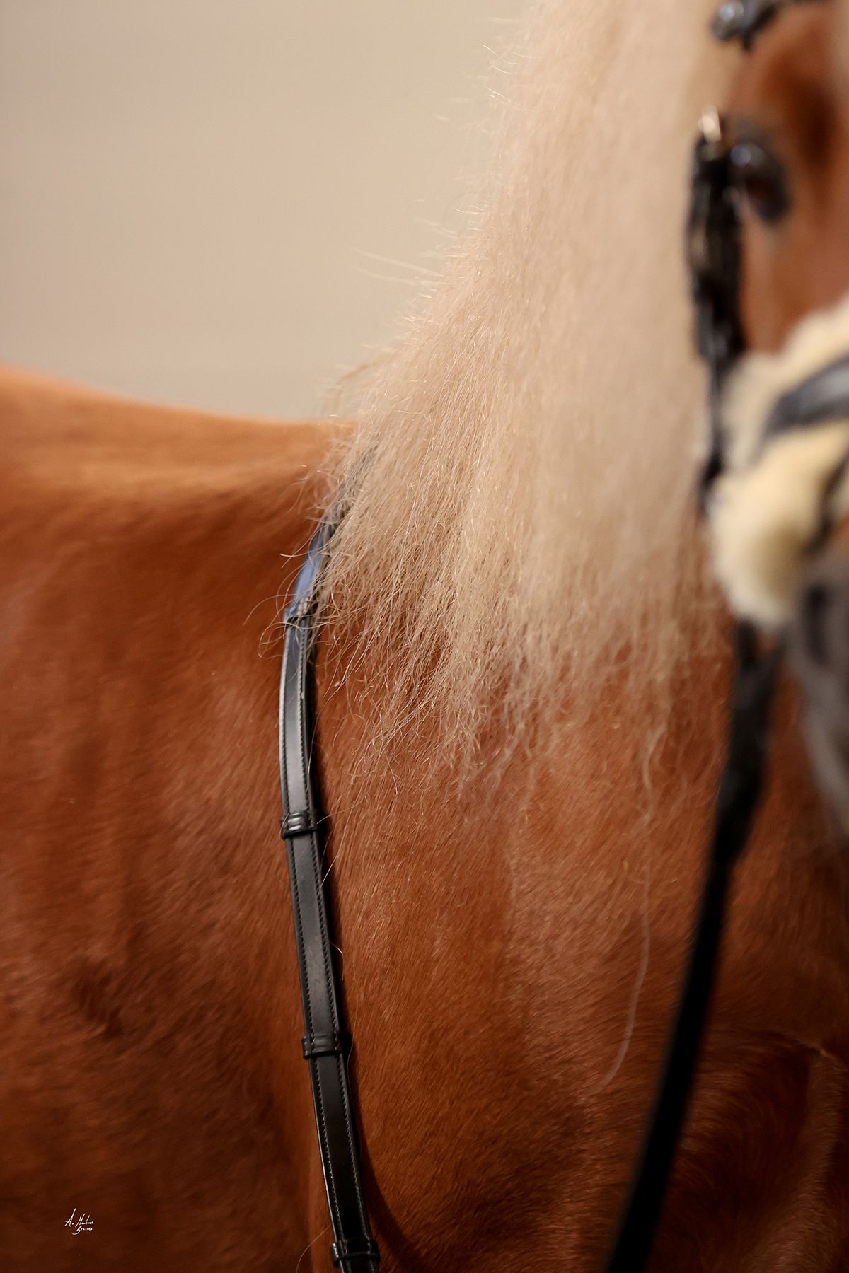 Elite Domino Italian leather horse reins. High-performance anti-slip inner grip and integrated hand stoppers. Shorter lengths for small ponies and ponies. By Ice Equestrian