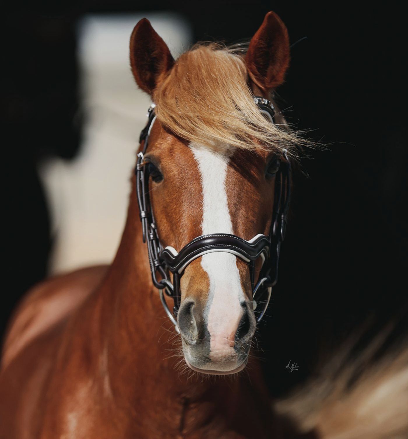 Sale Pony Bridles