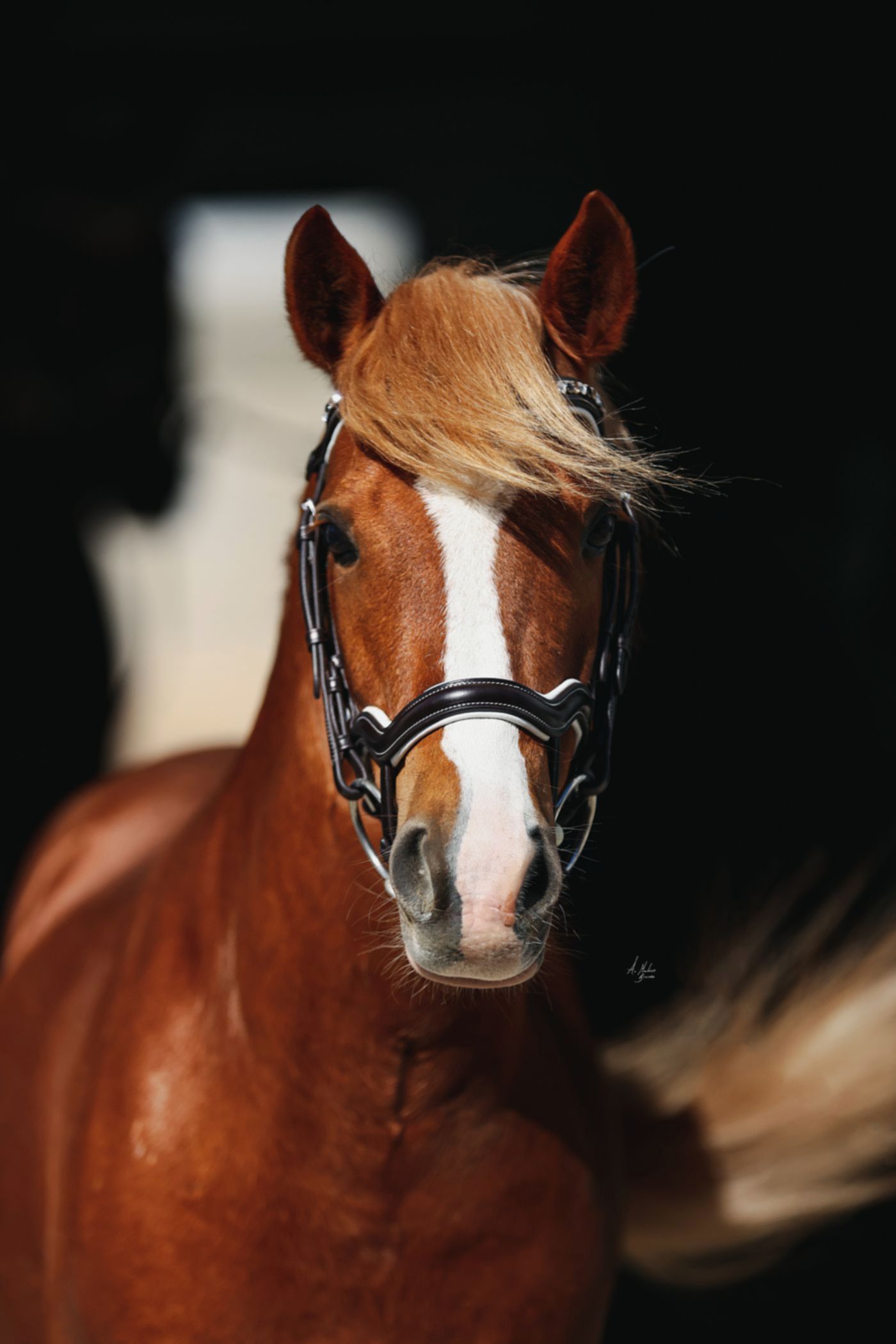 Dainty Elite Picassi Italian leather bridle for small ponies and ponies. Preciosa crystals in Smoked Topaz, Light Colorado Topaz and Crystal. White decorative stitching and matching padding. Quick-change with anti-slip grip. Anatomical contoured fit. By Ice Equestrian