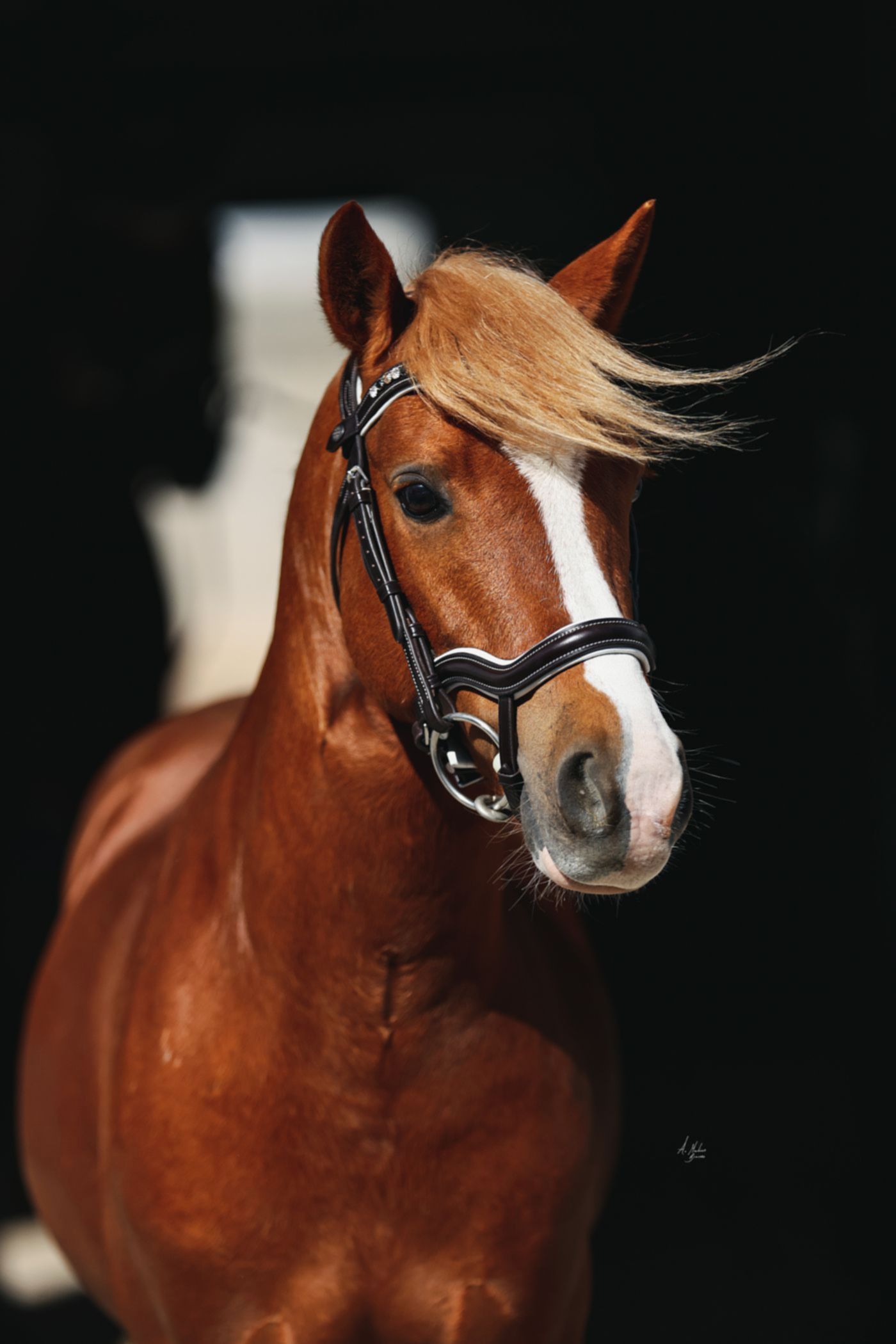 Dainty Elite Picassi Italian leather flash noseband. White contrast stitching and white softee padding. Anatomical contoured fit for small ponies and ponies. By Ice Equestrian