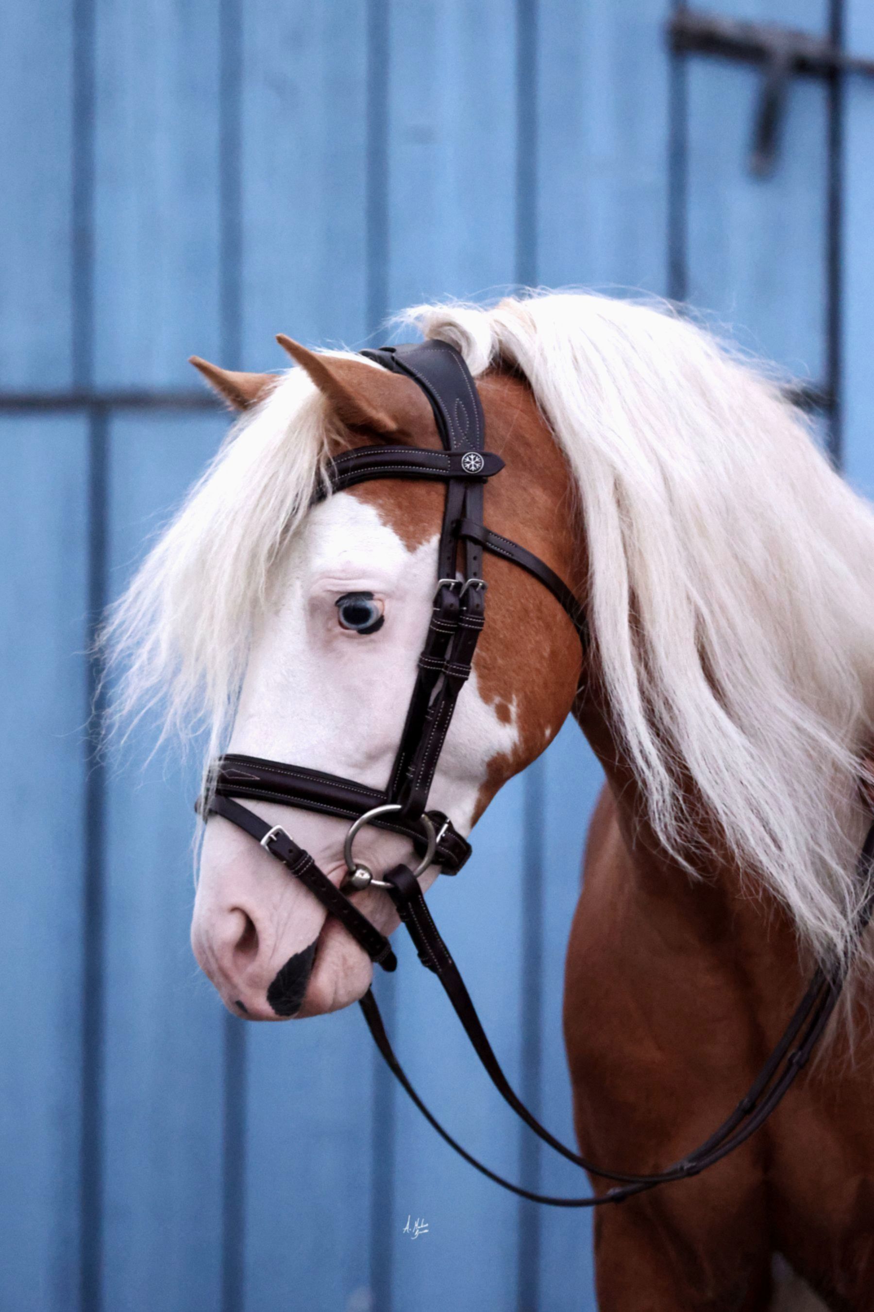 Small Pony Bridles, Pony Bridles