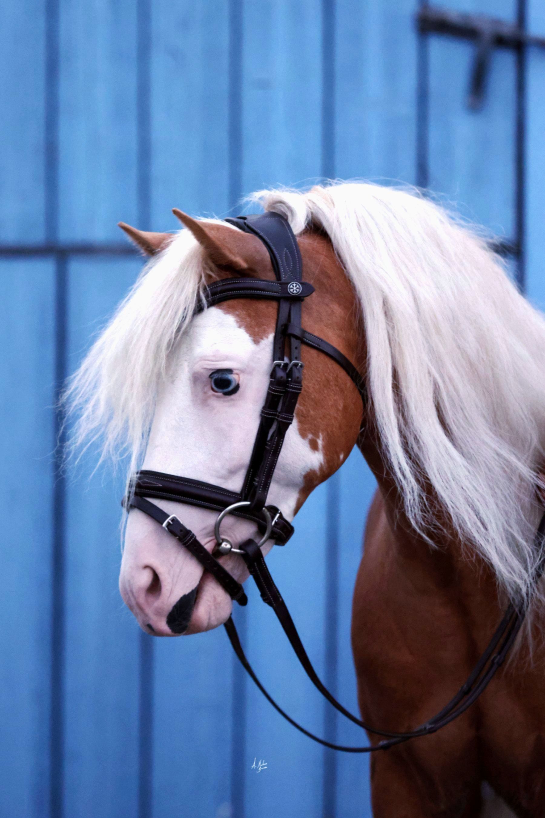 Luxury Italian leather and premium leather bridles and accessories specially made for small ponies and ponies. By Ice Equestrian