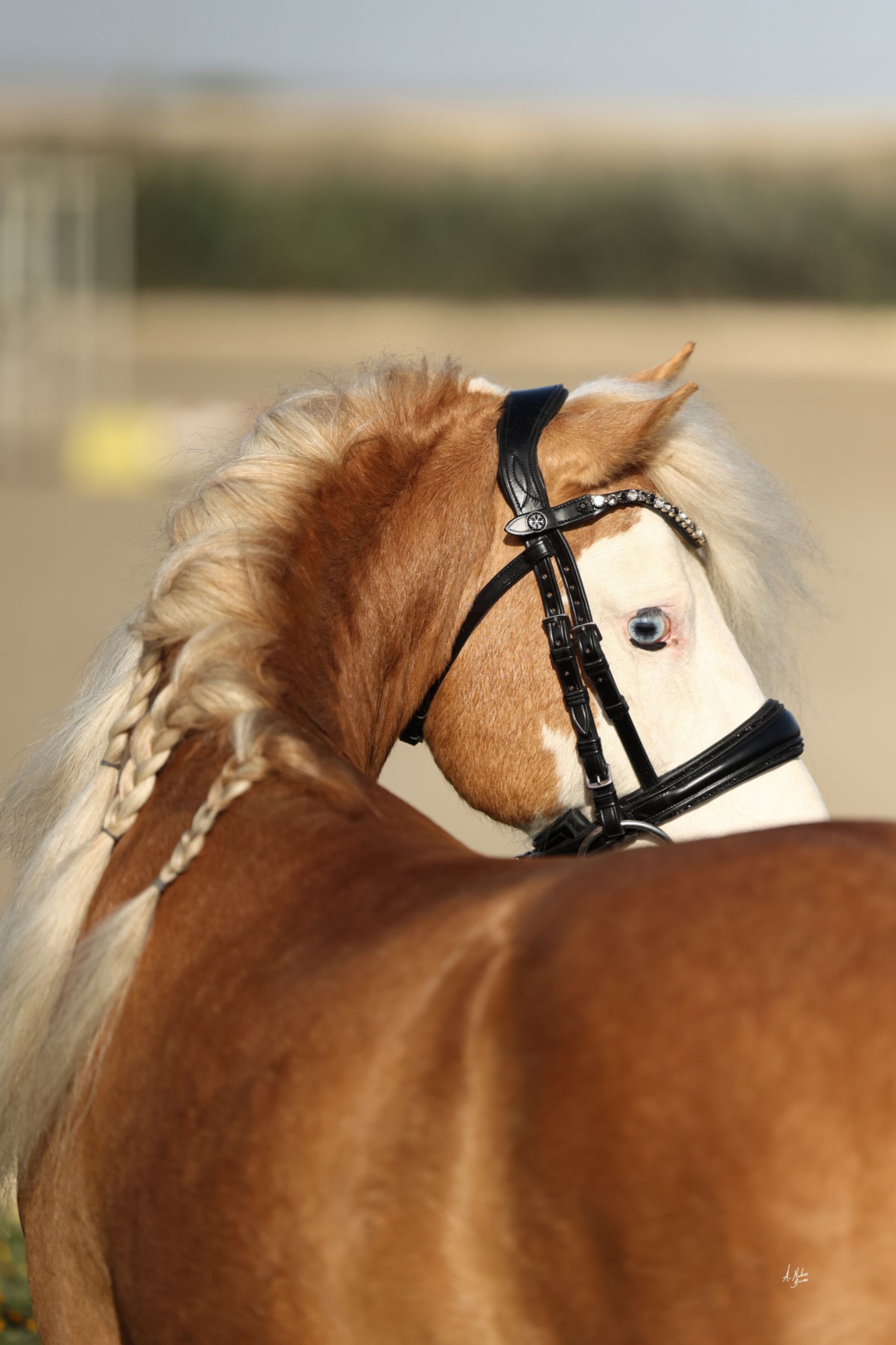small pony and pony leather headcollar