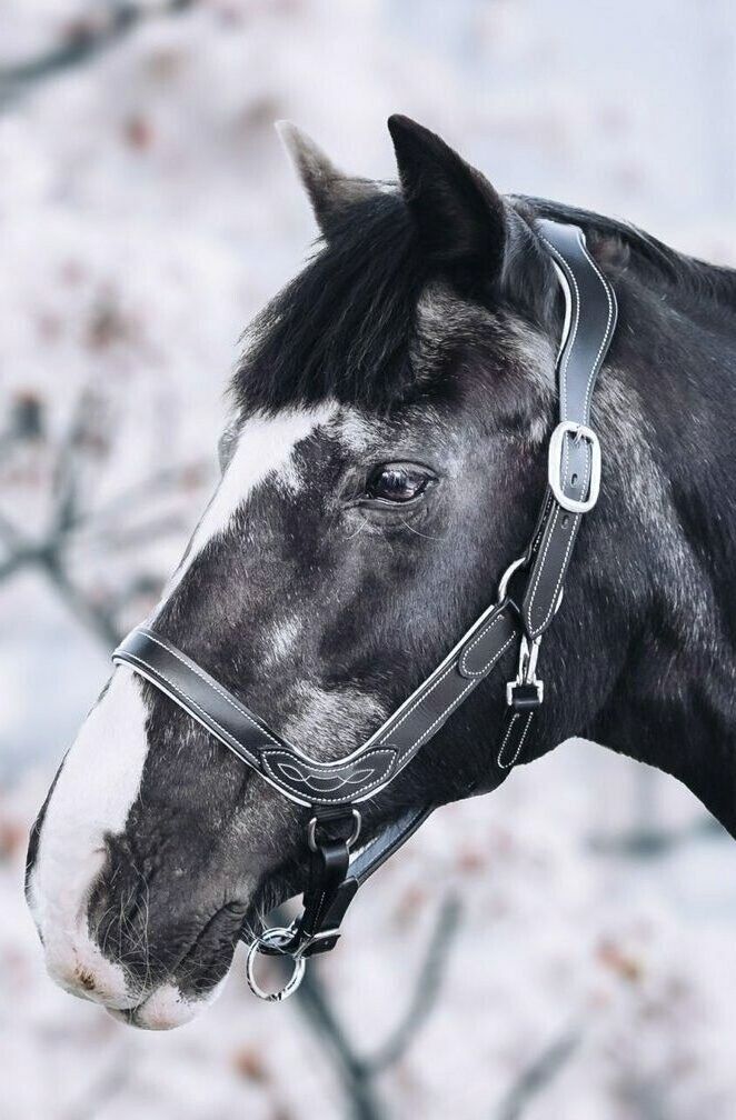 Premium equestrian leather headcollar