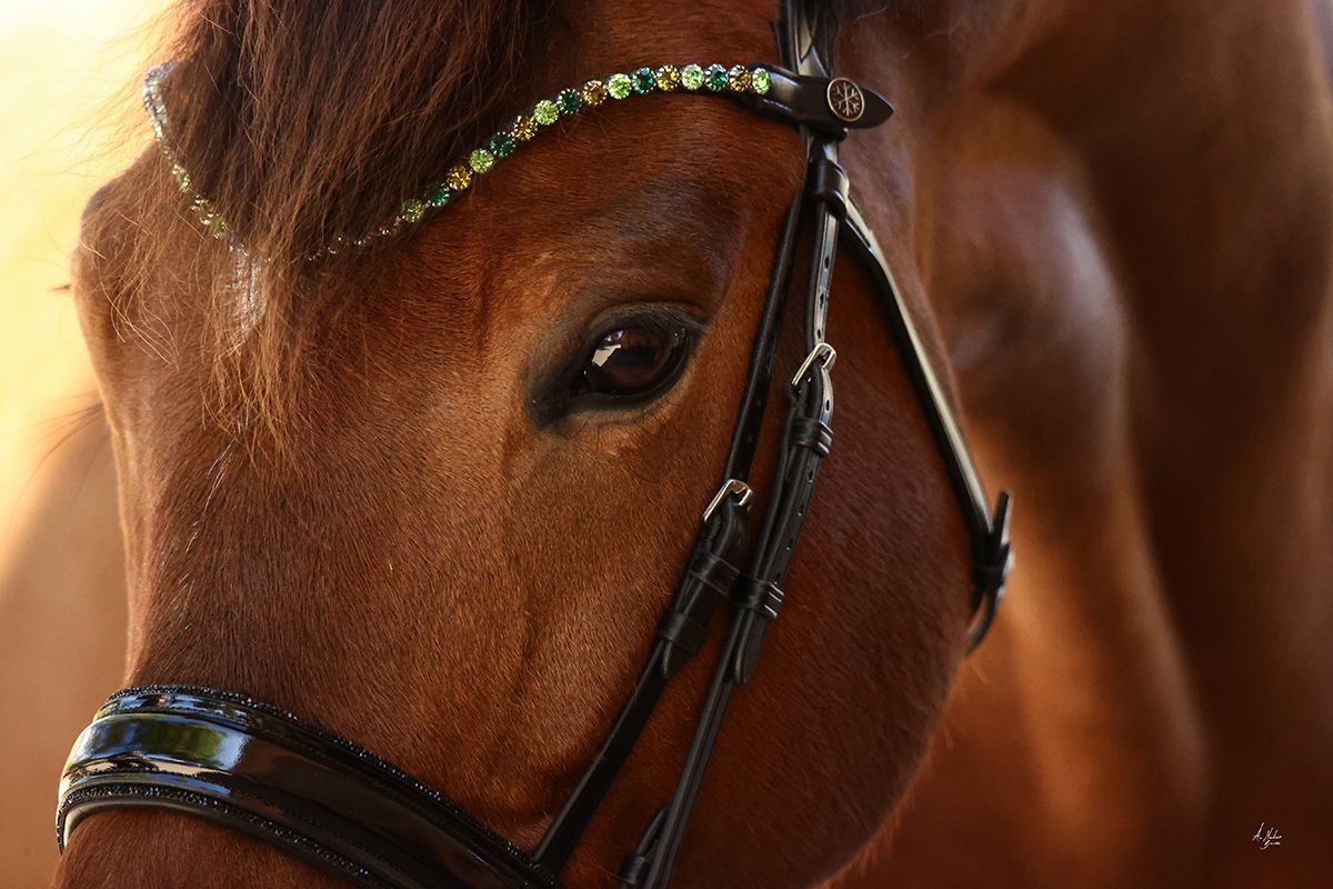 Luxury Italian Leather Bridles