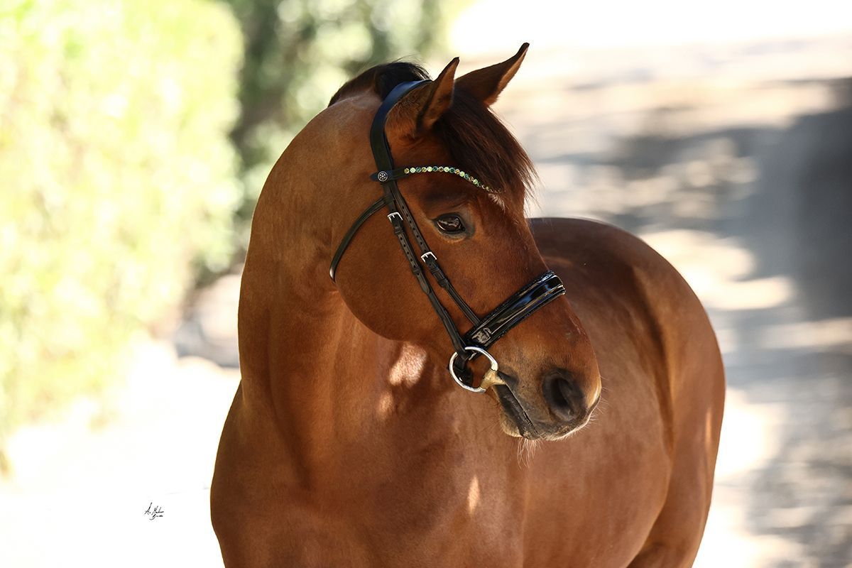 Crafted from the finest Italian leather Italian Leather Bridle