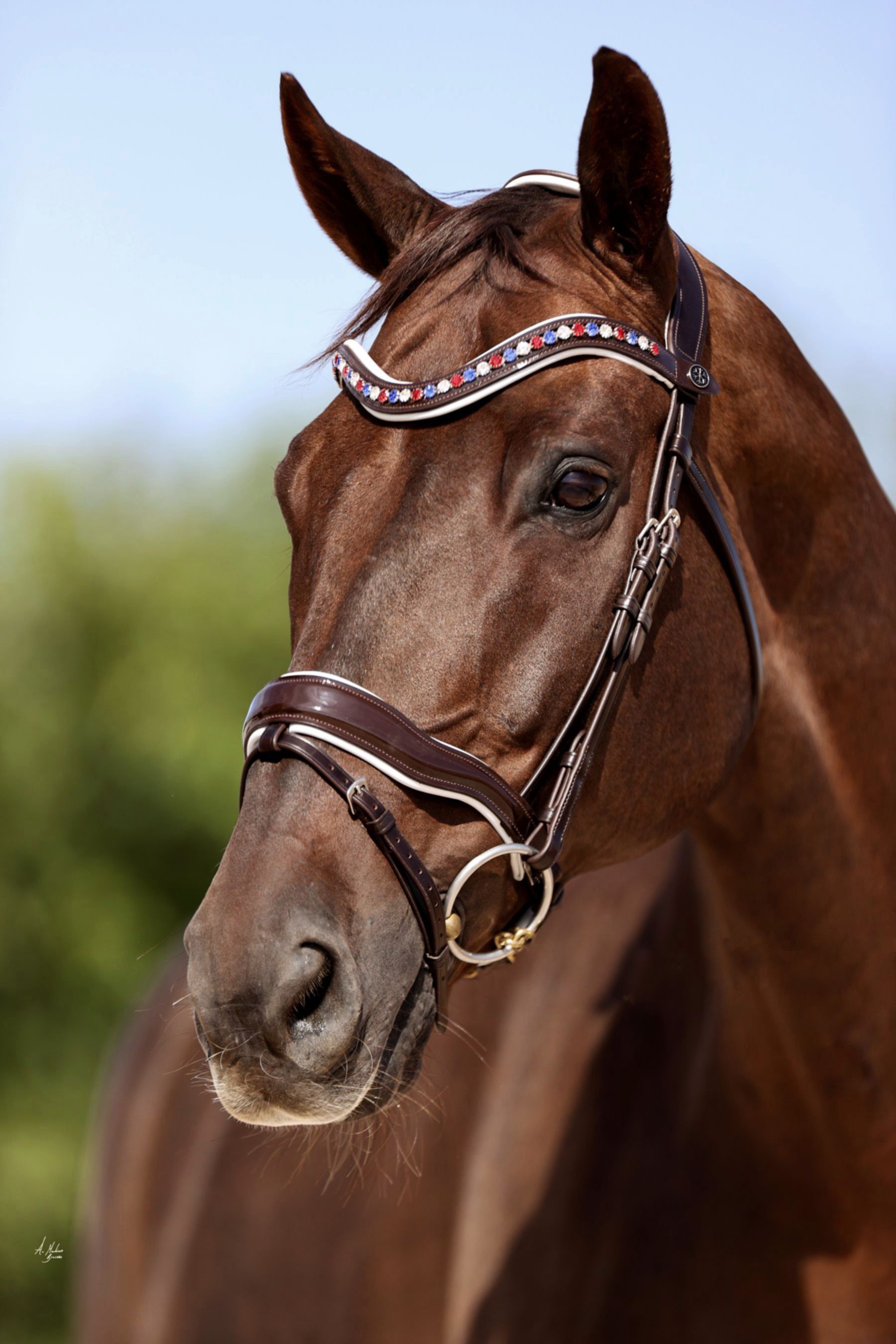 Elite Ankoza Italian leather horse bridle. 8mm Preciosa crystals. White softee padding. Quick-change with anti-slip grip. Anatomical contoured fit. By Ice Equestrian
