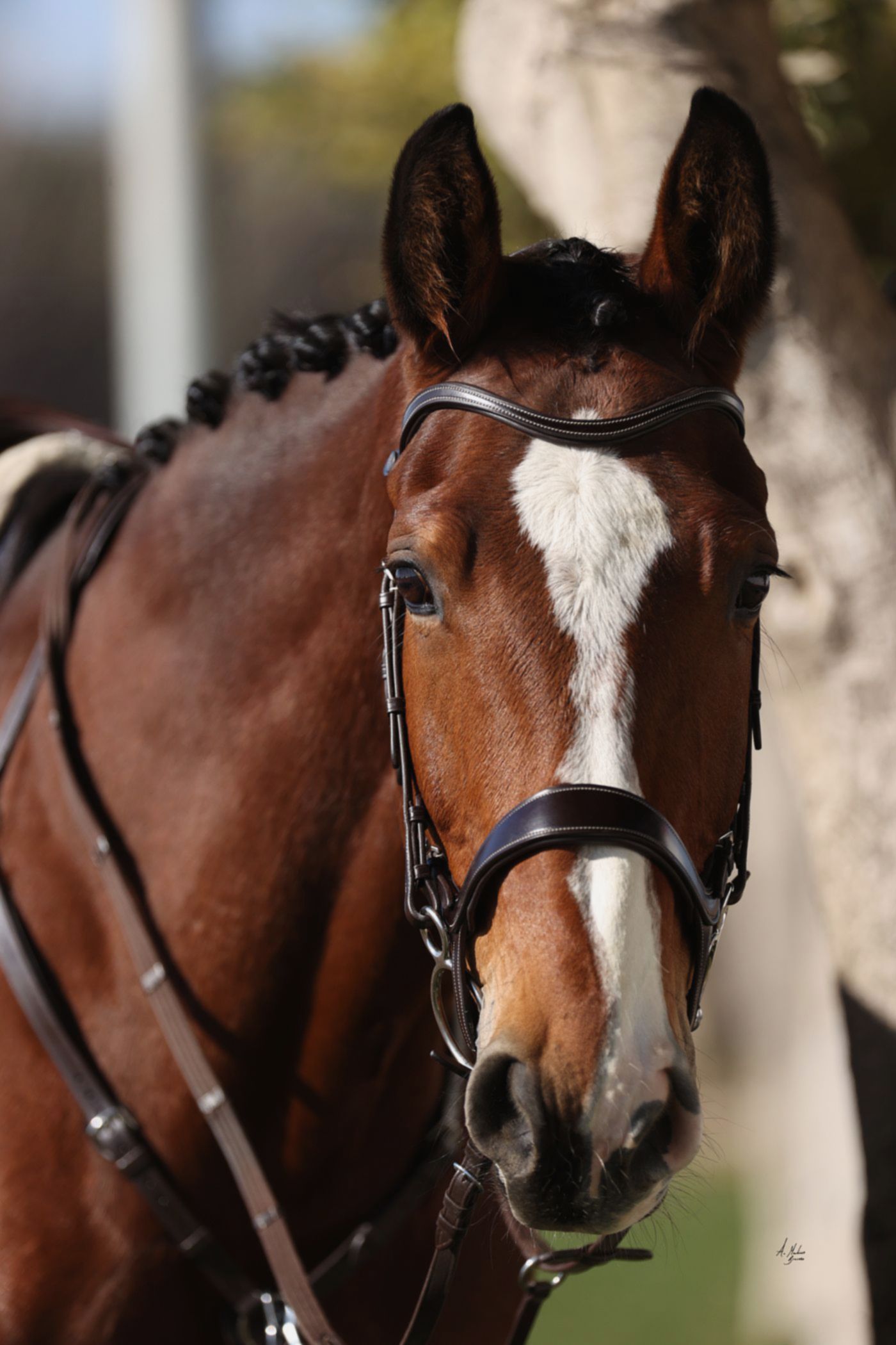 Discounted Elite Domino Jax Italian leather horse bridle. Contrast stitching on the headpiece, noseband, cheeks and browband. Quick-change with anti-slip grip. Anatomical contoured fit. By Ice Equestrian