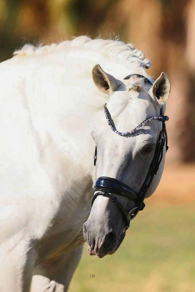 Let every hoofbeat echo with brilliance. Elite Indigo crystal browband. 8mm Preciosa crystals in Purple Velvet, Tanzanite and Crystal. Italian leather. Quick-change with anti-slip grip. Slender anatomical deep u-shape fit. All sizes. By Ice Equestrian.