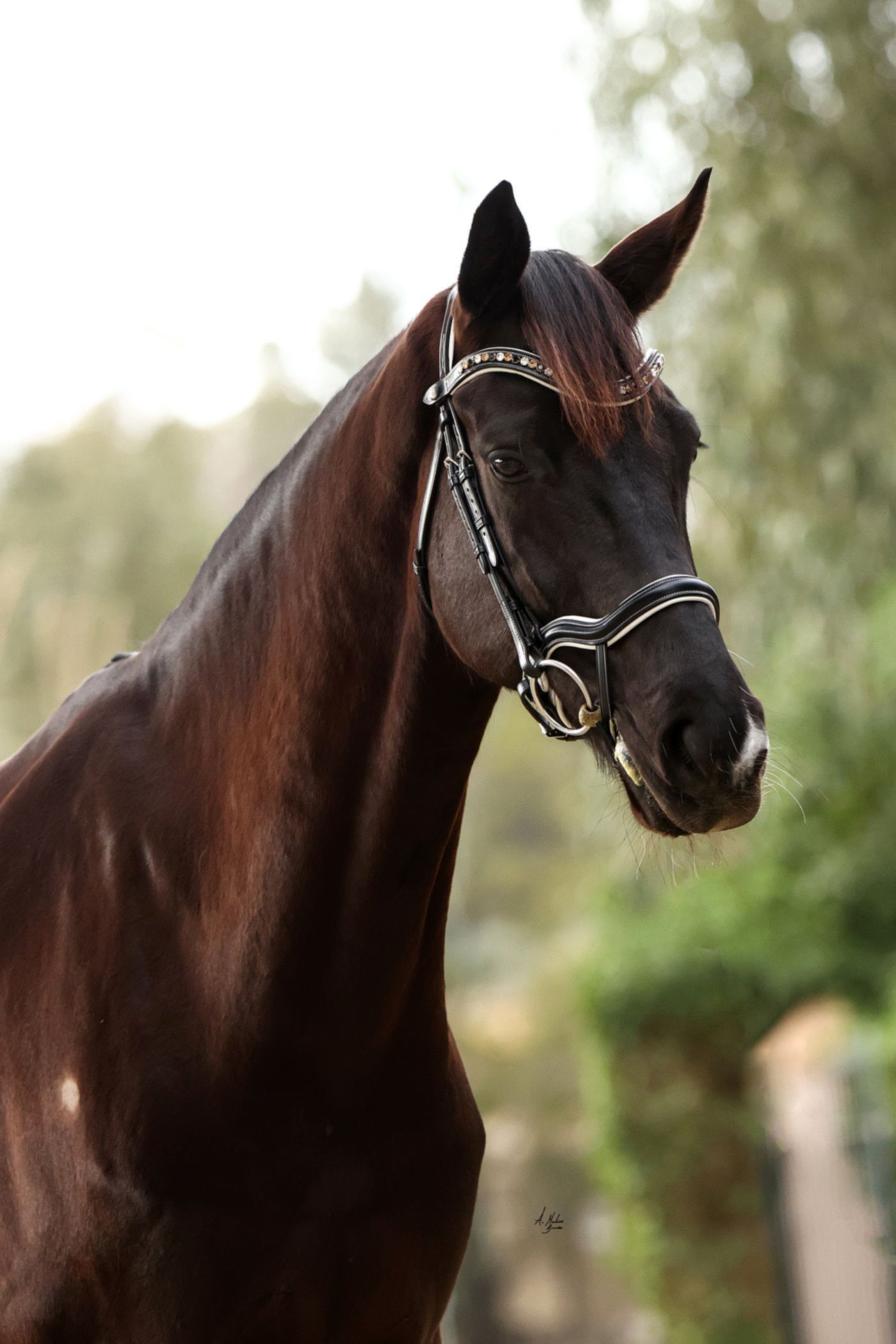 Discounted Elite Picassi Italian leather horse bridle. Preciosa crystals in Smoked Topaz, Light Colorado Topaz and Crystal. White decorative stitching and matching padding. Quick-change with anti-slip grip. Anatomical contoured fit. By Ice Equestrian